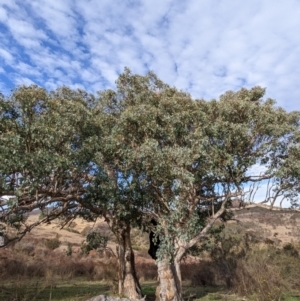 Eucalyptus polyanthemos at Kambah, ACT - 2 Jun 2023