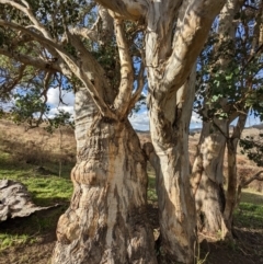 Eucalyptus polyanthemos at Kambah, ACT - 2 Jun 2023