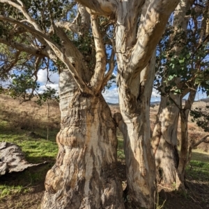 Eucalyptus polyanthemos at Kambah, ACT - 2 Jun 2023