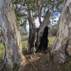 Eucalyptus polyanthemos at Kambah, ACT - 2 Jun 2023