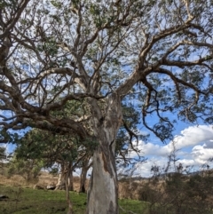 Eucalyptus polyanthemos at Stromlo, ACT - 2 Jun 2023
