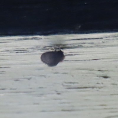 Psychodidae sp. (family) (Moth Fly, Drain Fly) at Jerrabomberra Wetlands - 2 Jun 2023 by RodDeb