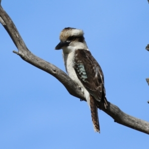 Dacelo novaeguineae at Fyshwick, ACT - 2 Jun 2023