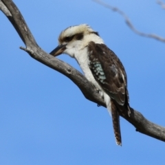 Dacelo novaeguineae at Fyshwick, ACT - 2 Jun 2023