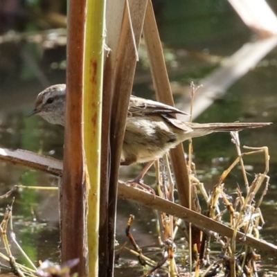 Poodytes gramineus (Little Grassbird) at Jerrabomberra Wetlands - 2 Jun 2023 by RodDeb
