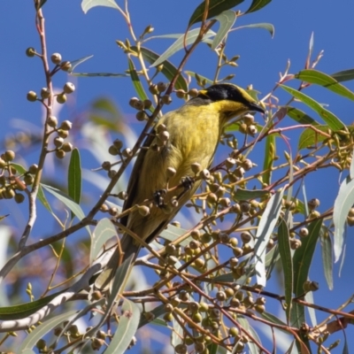 Lichenostomus melanops (Yellow-tufted Honeyeater) at Tennent, ACT - 2 Jun 2023 by rawshorty