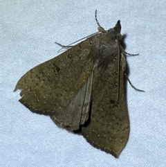 Rhapsa suscitatalis (Wedged Rhapsa) at Jerrabomberra, NSW - 2 Jun 2023 by SteveBorkowskis