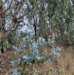 Eucalyptus globulus (Southern Blue-gum) at Stromlo, ACT - 3 Jun 2023 by BethanyDunne