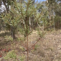 Acacia rubida (Red-stemmed Wattle, Red-leaved Wattle) at Lyons, ACT - 3 Jun 2023 by RobynS