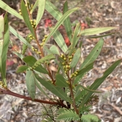 Acacia rubida at Lyons, ACT - 3 Jun 2023