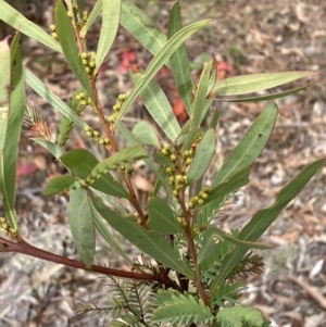 Acacia rubida at Lyons, ACT - 3 Jun 2023 11:03 AM