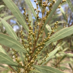 Acacia rubida at Lyons, ACT - 3 Jun 2023 11:03 AM