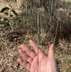 Allocasuarina verticillata at Lyons, ACT - 3 Jun 2023