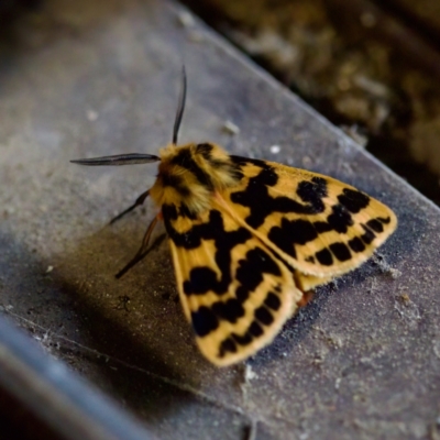 Ardices curvata (Crimson Tiger Moth) at Florey, ACT - 25 Feb 2023 by KorinneM
