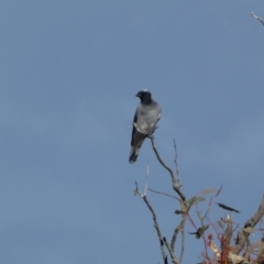 Coracina novaehollandiae (Black-faced Cuckooshrike) at Molonglo River Reserve - 3 Jun 2023 by Steve_Bok