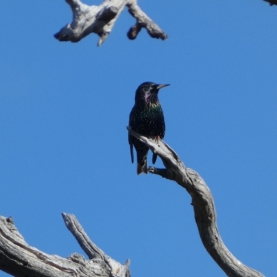 Sturnus vulgaris (Common Starling) at Molonglo Valley, ACT - 3 Jun 2023 by SteveBorkowskis