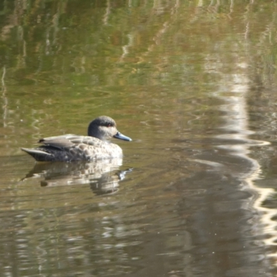 Anas gracilis (Grey Teal) at Molonglo Valley, ACT - 3 Jun 2023 by SteveBorkowskis