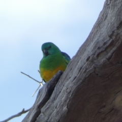 Psephotus haematonotus (Red-rumped Parrot) at Molonglo Valley, ACT - 3 Jun 2023 by Steve_Bok
