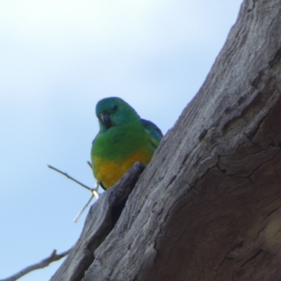 Psephotus haematonotus (Red-rumped Parrot) at Molonglo Valley, ACT - 3 Jun 2023 by SteveBorkowskis