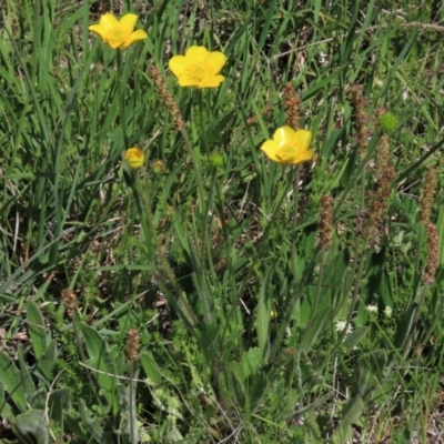 Ranunculus lappaceus (Australian Buttercup) at Dry Plain, NSW - 15 Nov 2020 by AndyRoo