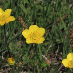 Ranunculus lappaceus at Dry Plain, NSW - 15 Nov 2020