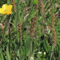 Plantago varia at Dry Plain, NSW - 15 Nov 2020 11:10 AM