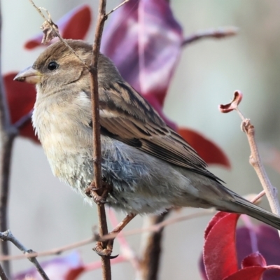 Passer domesticus (House Sparrow) at Wodonga, VIC - 3 Jun 2023 by KylieWaldon