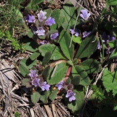 Ajuga australis (Austral Bugle) at Dry Plain, NSW - 15 Nov 2020 by AndyRoo