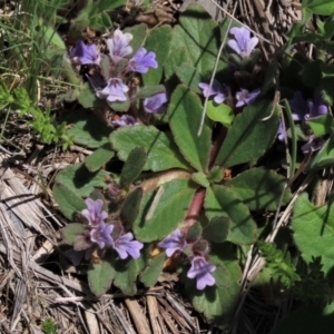 Ajuga australis at Dry Plain, NSW - 15 Nov 2020 11:16 AM