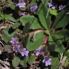 Ajuga australis at Dry Plain, NSW - 15 Nov 2020 11:16 AM