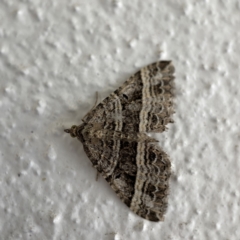 Chrysolarentia subrectaria (A Geometer moth) at Braddon, ACT - 2 Jun 2023 by Hejor1