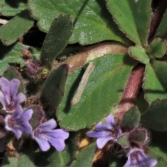 Lepidoptera unclassified IMMATURE moth at Dry Plain, NSW - 15 Nov 2020 by AndyRoo