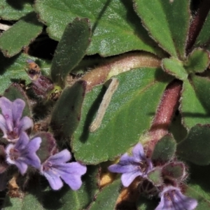 Lepidoptera unclassified IMMATURE moth at Dry Plain, NSW - 15 Nov 2020