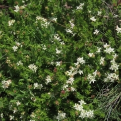 Asperula conferta (Common Woodruff) at Dry Plain, NSW - 15 Nov 2020 by AndyRoo