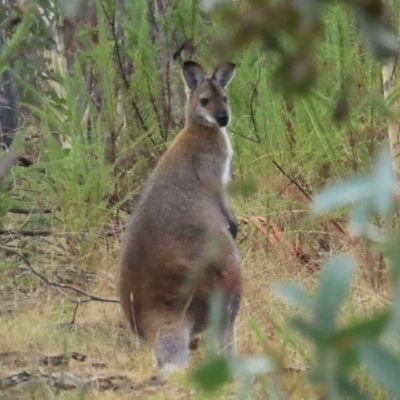 Notamacropus rufogriseus (Red-necked Wallaby) at Rendezvous Creek, ACT - 3 Jun 2023 by TomW