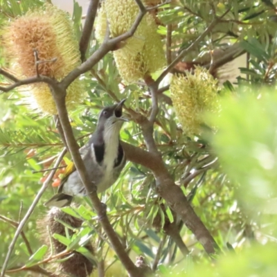 Phylidonyris pyrrhopterus (Crescent Honeyeater) at Namadgi National Park - 3 Jun 2023 by TomW