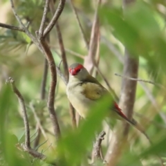 Neochmia temporalis (Red-browed Finch) at Namadgi National Park - 3 Jun 2023 by TomW