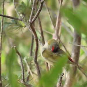 Neochmia temporalis at Rendezvous Creek, ACT - 3 Jun 2023