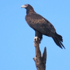 Aquila audax (Wedge-tailed Eagle) at Booth, ACT - 3 Jun 2023 by BenW