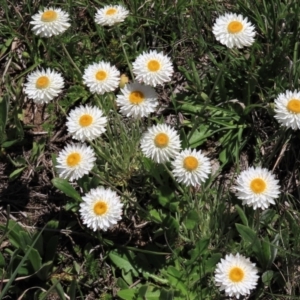 Leucochrysum albicans subsp. tricolor at Dry Plain, NSW - 15 Nov 2020