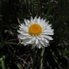 Leucochrysum albicans subsp. tricolor at Dry Plain, NSW - 15 Nov 2020 11:21 AM