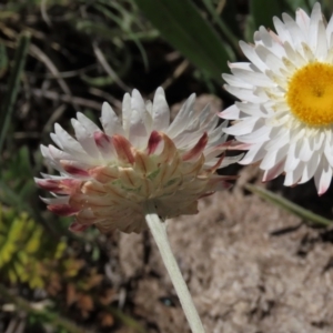 Leucochrysum albicans subsp. tricolor at Dry Plain, NSW - 15 Nov 2020 11:21 AM