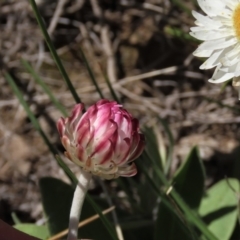 Leucochrysum albicans subsp. tricolor at Dry Plain, NSW - 15 Nov 2020