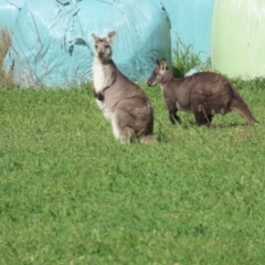 Osphranter robustus (Wallaroo) at Booth, ACT - 3 Jun 2023 by TomW