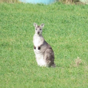 Osphranter robustus robustus at Booth, ACT - 3 Jun 2023 10:43 AM