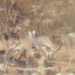 Osphranter robustus robustus at Booth, ACT - 3 Jun 2023 10:43 AM