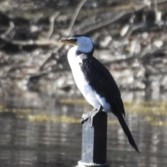 Microcarbo melanoleucos (Little Pied Cormorant) at Narooma, NSW - 28 May 2023 by GlossyGal