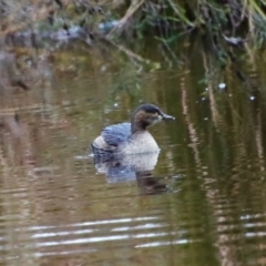 Tachybaptus novaehollandiae (Australasian Grebe) at Mongarlowe, NSW - 3 Jun 2023 by LisaH