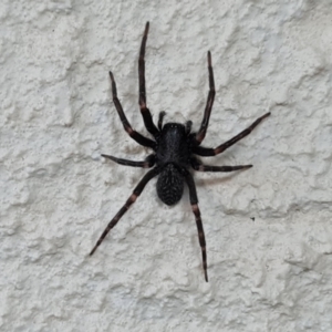 Badumna sp. (genus) at Isaacs, ACT - 3 Jun 2023