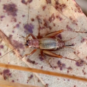 Trigonidium sp. (genus) at Mongarlowe, NSW - 3 Jun 2023